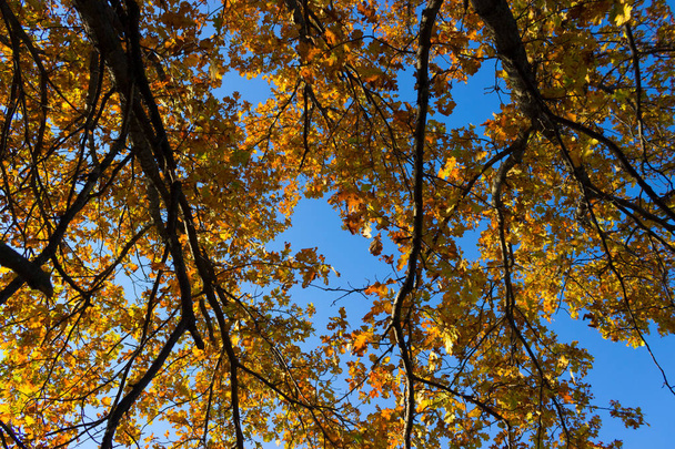 Autumn Orange Leaves - Foto, Bild