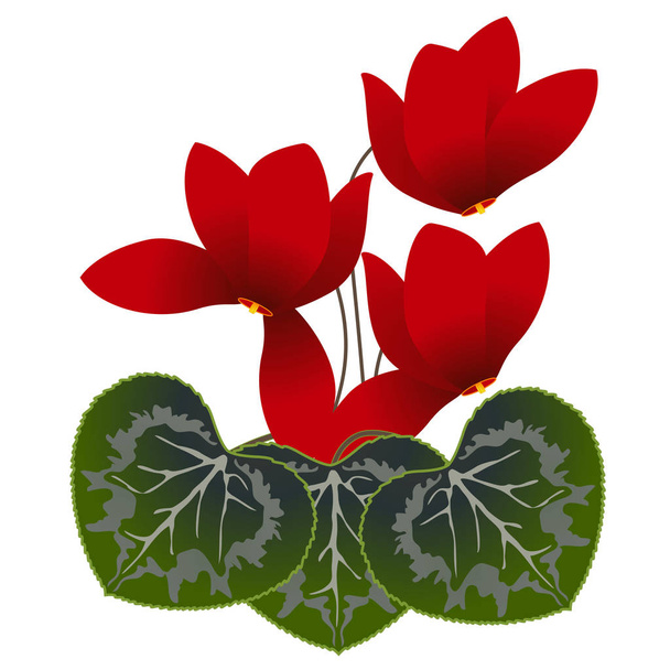 Red cyclamens, illustration. - Vecteur, image
