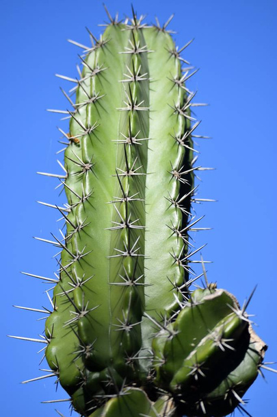 Plante de cactus poussant dans un jardin
 - Photo, image