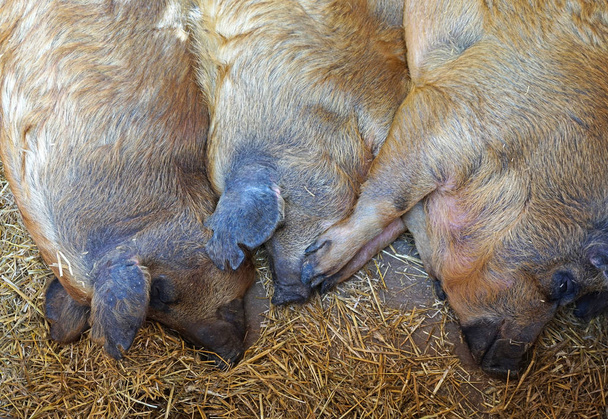 Mangalica pigs in the hutch - Photo, Image
