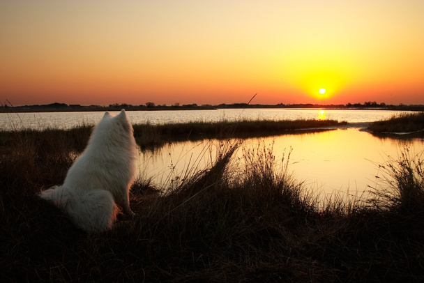 Cão olhando no nascer do sol
 - Foto, Imagem