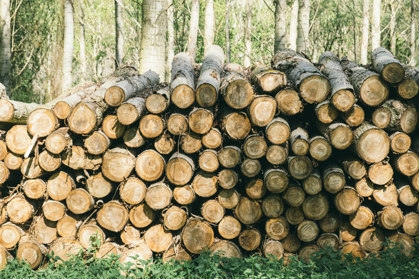 Pieu de bois dans la forêt - Photo, image