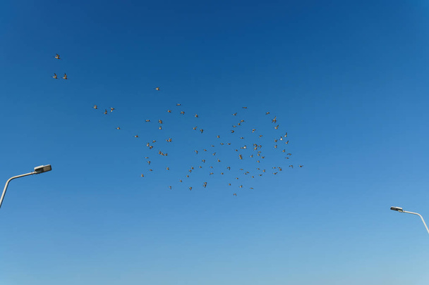 Linnut liukuvat kirkkaalla taivaalla
 - Valokuva, kuva