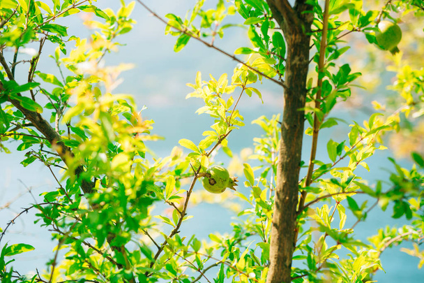 El fruto de granada de tamaño mediano en el árbol verde en Monteneg
 - Foto, imagen