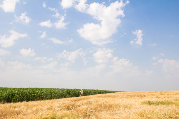夏の日、麦畑 - 写真・画像