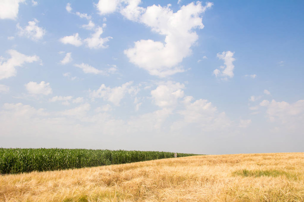 Пшеничное поле к летнему дню
 - Фото, изображение