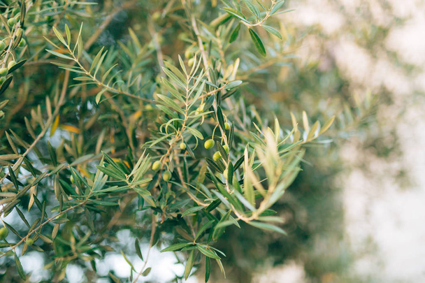 Olive branch met vruchten. Olive groves en tuinen in Montenegro - Foto, afbeelding