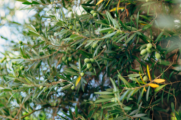 Olive branch with fruits. Olive groves and gardens in Montenegro - Photo, image