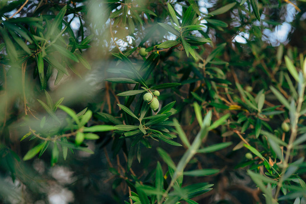 Оливкова гілка з фруктами. Оливкових гаїв і садів у Чорногорії - Фото, зображення