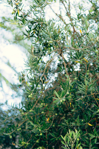 Оливкова гілка з фруктами. Оливкових гаїв і садів у Чорногорії - Фото, зображення