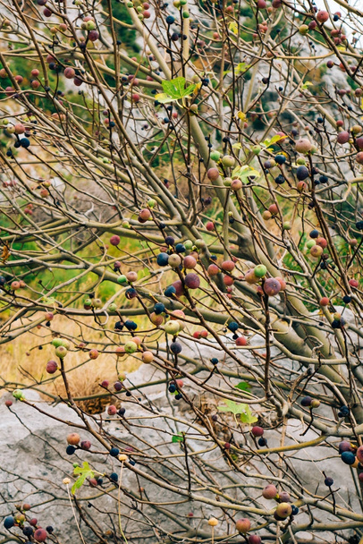 Kypsiä viikunoita puussa. montenegrolaiset viikunapuun
 - Valokuva, kuva