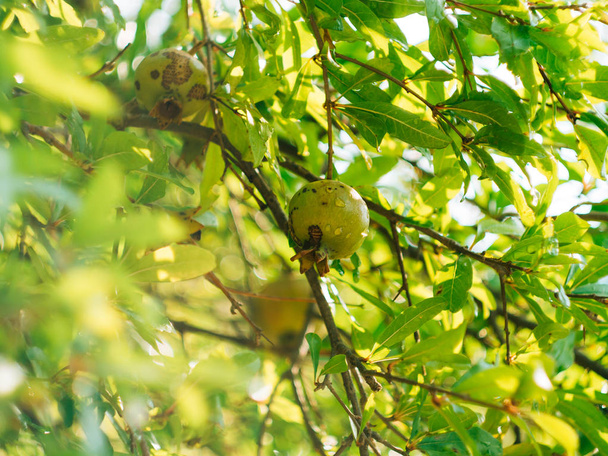 Orta ölçekli nar meyve Monteneg yeşil ağaç üzerinde - Fotoğraf, Görsel