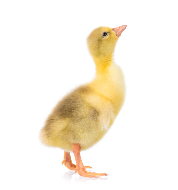 Lindo pequeno gosling
 - Foto, Imagem