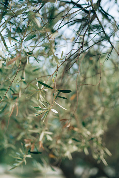 Olive branch with leaves close-up. Olive groves and gardens in M - Foto, afbeelding