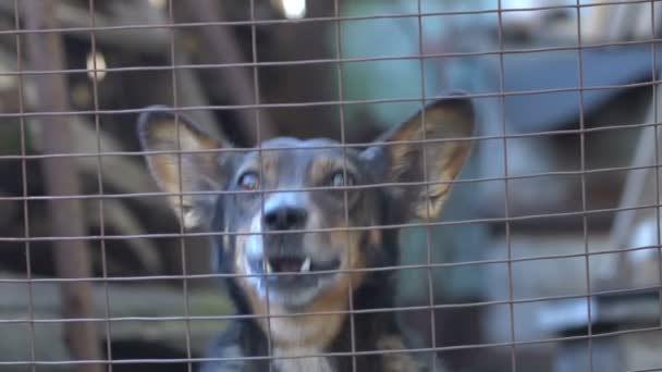 Hond blaffen Slowmotion - Video