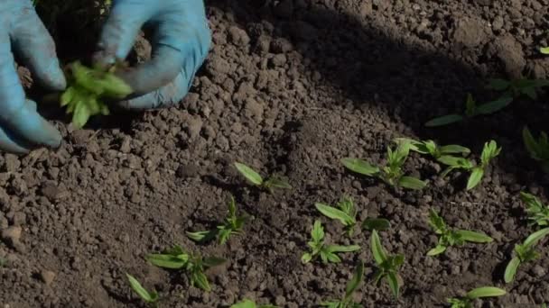 Landwirt taucht Tomaten-Setzlinge - Filmmaterial, Video