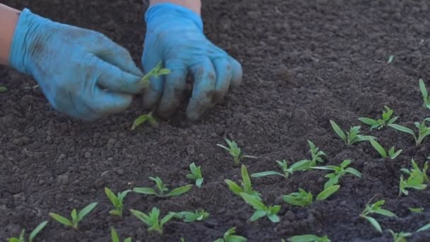 Viljelijä sukeltaa tomaatti taimet
 - Materiaali, video