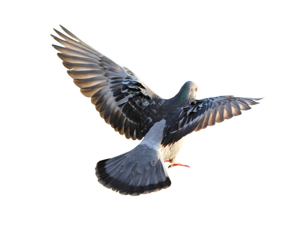 Летящий голубь изолирован на белом фоне
 - Фото, изображение