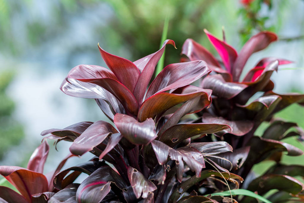 Заверніть барвисте квіткове тло на городі. Тропічний острів Балі (Індонезія).. - Фото, зображення