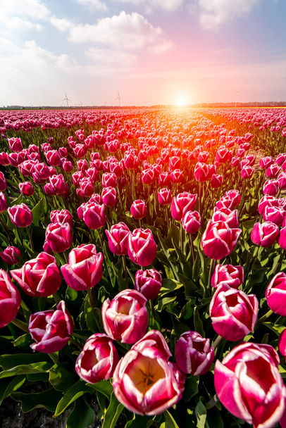 Coucher de soleil au-dessus du champ de tulipes
 - Photo, image