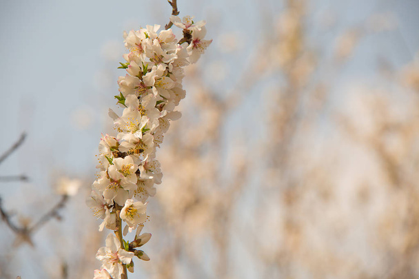 Almond flower trees at spring - 写真・画像