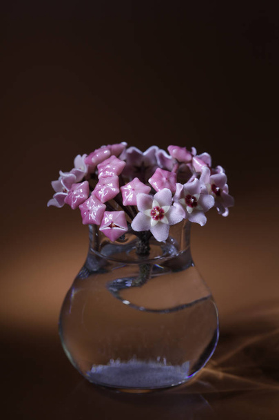 Hoya çiçek önümüzdeki makro çekim - Fotoğraf, Görsel