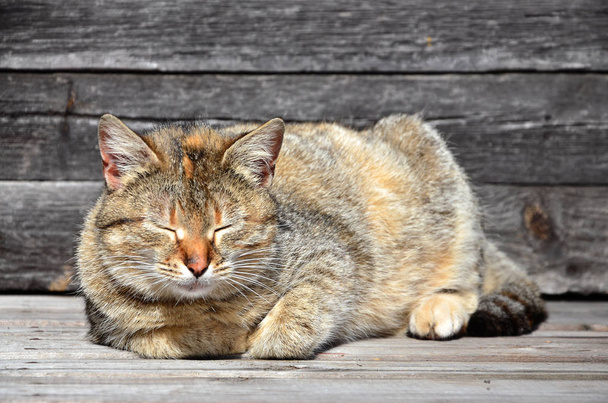 Photo of a multi-colored thick cat that lazily lays on a wooden  - Photo, Image
