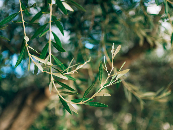 Olive branch met bladeren close-up. Olive groves en tuinen in M - Foto, afbeelding