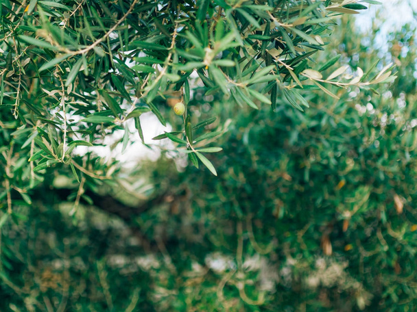 Olive branch z liści makro. Gaje oliwne i ogrody w M - Zdjęcie, obraz