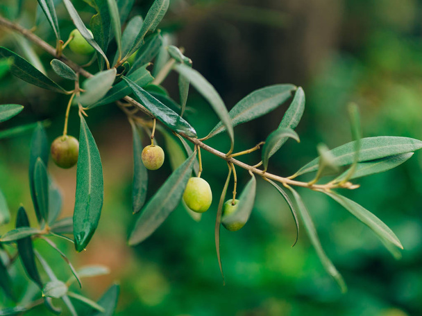 Branche d'olivier aux fruits. Oliveraies et jardins en Monténégro
 - Photo, image