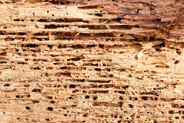 detail of fir wood damaged by fungus and insects - Photo, Image