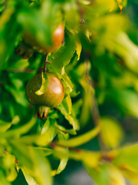 roter reifer Granatapfel auf dem Baum. Granatapfelbäume in montenegr - Foto, Bild