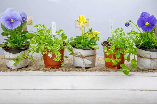 Young seedlings of flowers with garden tools on a white wooden table. Viola and lobelia. - Photo, Image