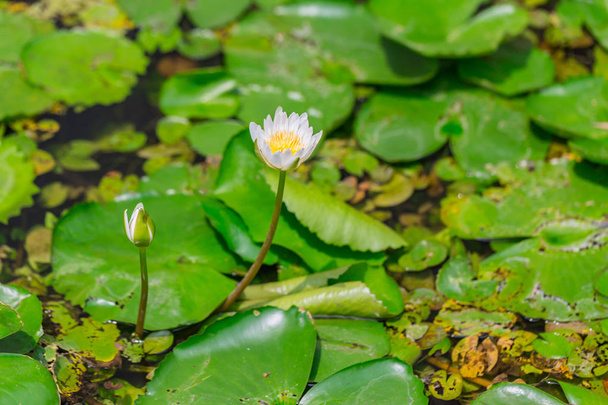 Маленький белый лотос водяной лилии с покрытием зеленый лист фона в пруду в храме в Таиланде
 - Фото, изображение