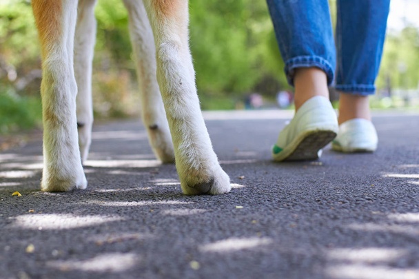 Feet and paws on the road - Photo, Image
