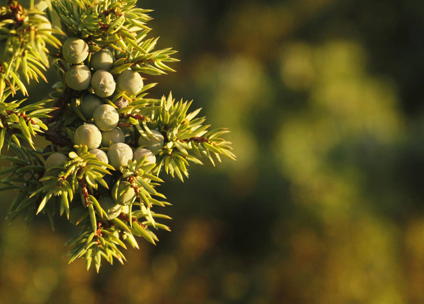 Young berries of common juniper - Photo, Image