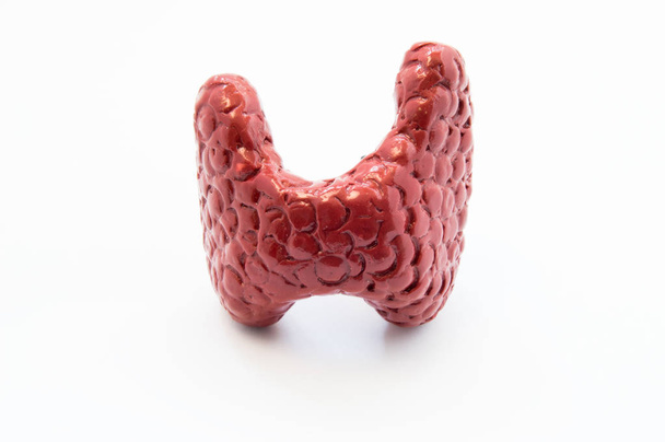  Anatomical model human thyroid gland closeup front isolated on white uniform background. Photos for thyroid image in endocrinology, diagnosis and treatment of diseases, hormonal levels in lab values - Photo, Image