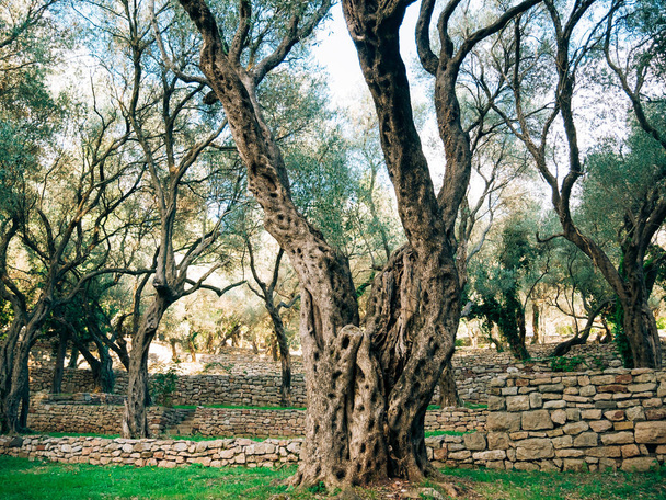 Оливкових гаїв і садів у Чорногорії - Фото, зображення