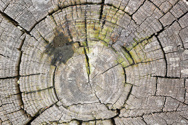 текстура дерева серця
 - Фото, зображення