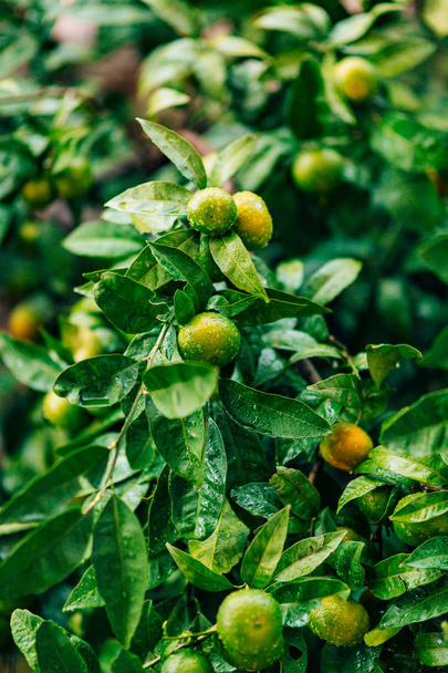 Dojrzewania na drzewie mandarynki. Czarnogórski drzew mandarynkowych. Ho - Zdjęcie, obraz