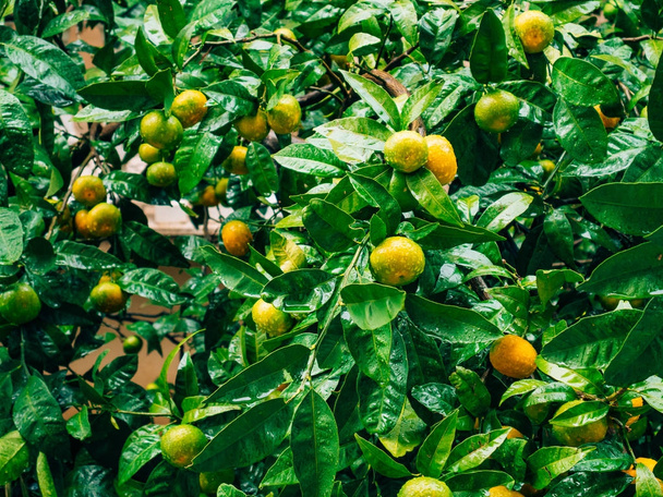 Dojrzewania na drzewie mandarynki. Czarnogórski drzew mandarynkowych. Ho - Zdjęcie, obraz