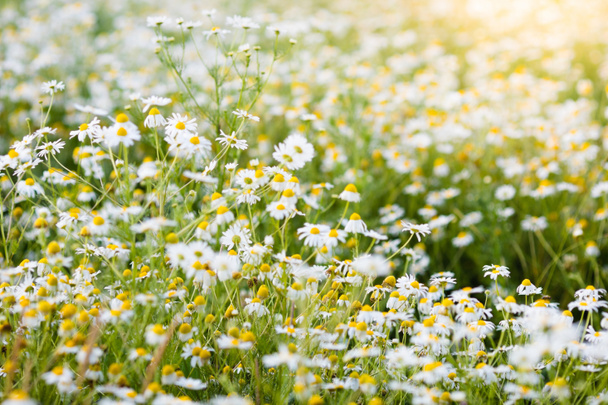 Dziedzinie kwiaty daisy w lecie - Zdjęcie, obraz