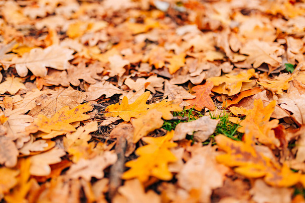 Textur der Herbstblätter. Einstreu von Eichenblättern auf dem Fußboden in - Foto, Bild