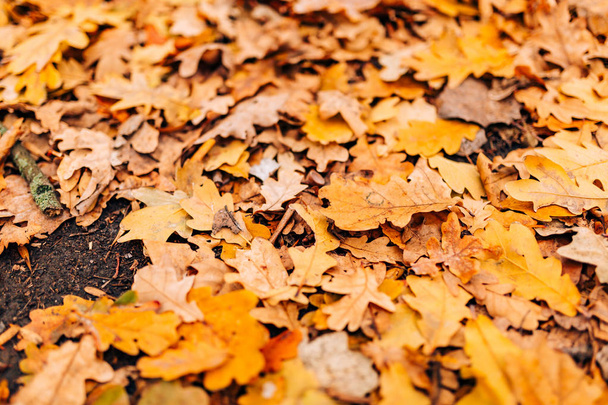 Tekstura jesiennych liści. Żółty liść dębu śmieci na podłodze w - Zdjęcie, obraz