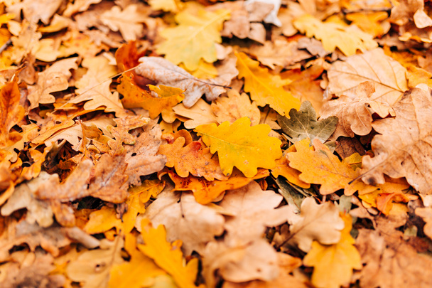 Het patroon van herfstbladeren. Gele eiken blad nest op de grond in - Foto, afbeelding