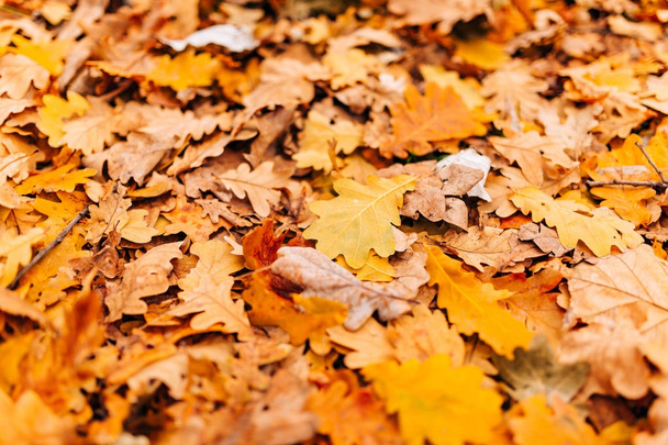 Tekstura jesiennych liści. Żółty liść dębu śmieci na podłodze w - Zdjęcie, obraz