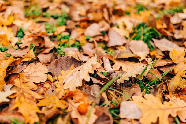 Textura de folhas de outono. Folha de carvalho amarelo litter no chão em
 - Foto, Imagem