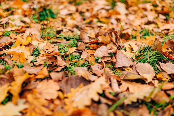 Textura de hojas de otoño. Hoja de roble amarillo en el suelo en
 - Foto, imagen