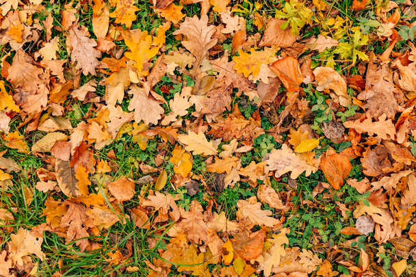 Texture of autumn leaves. Yellow oak leaf litter on the floor in - Photo, Image