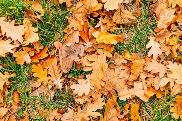 Struttura di foglie di autunno. Lettiera foglia di quercia gialla sul pavimento in
 - Foto, immagini